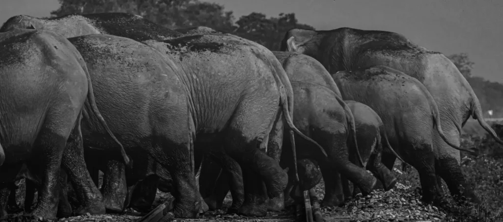 Almost 1000 people are killed by Elephants in India